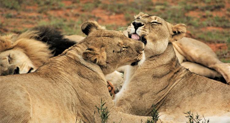 Safari privado de 2 días a Masai Mara en Kenia a un precio razonable - Africa Natural Tours 4