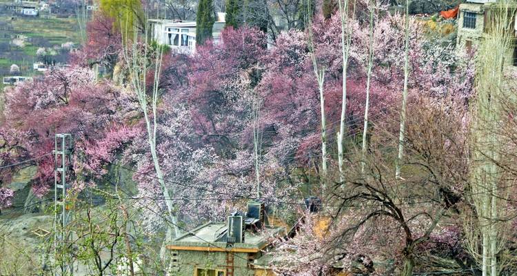 Explore Hunza Valley - Gypsy Traces and Tours 10