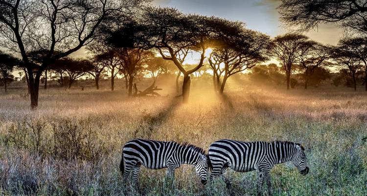Kenya et Tanzanie via Amboseli, Maasai Mara, Serengeti et Ngorongoro - Pure African Expeditions 1