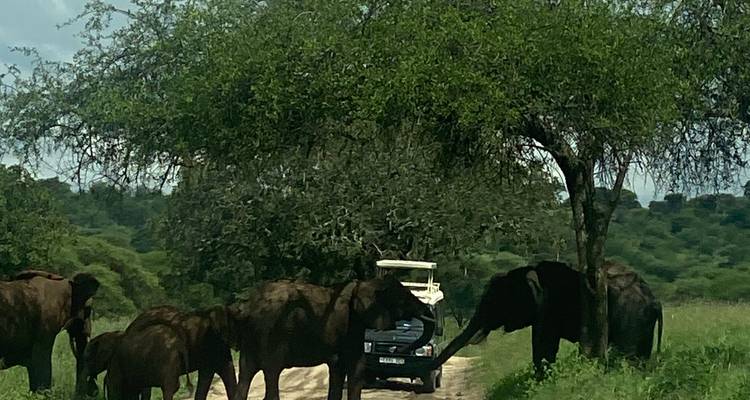 Kenya et Tanzanie via Amboseli, Maasai Mara, Serengeti et Ngorongoro - Pure African Expeditions 3