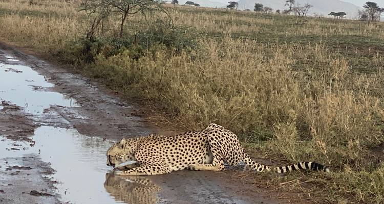 Kenya et Tanzanie via Amboseli, Maasai Mara, Serengeti et Ngorongoro - Pure African Expeditions 5