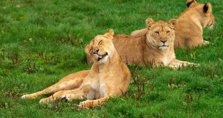 The Best 6 Days Masai Mara Safari in Kenya for 2025 & 2026. - Africa Natural Tours 7