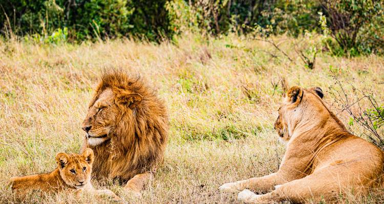 The Best 6 Days Masai Mara Safari in Kenya for 2025 & 2026. - Africa Natural Tours 8