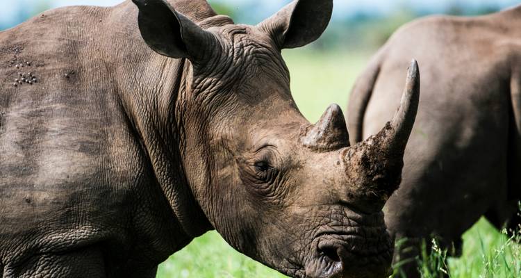 The Best 6 Days Masai Mara Safari in Kenya for 2025 & 2026. - Africa Natural Tours 9