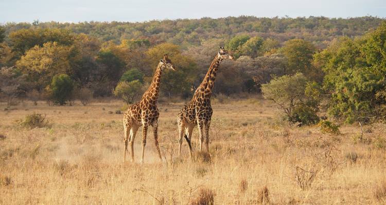 El mejor safari de 6 días por el Serengeti desde Arusha a un precio razonable. - Africa Natural Tours 1