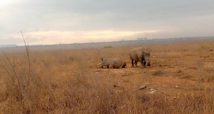 3 jours et 2 nuits dans le parc national du lac Nakuru - MAJESTIC QUEST TOURS AND TRAVEL 3