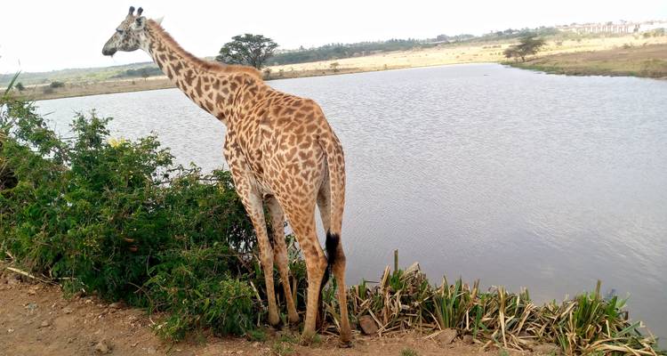 3 jours et 2 nuits dans le parc national du lac Nakuru - MAJESTIC QUEST TOURS AND TRAVEL 6