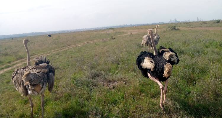 3 jours et 2 nuits dans le parc national du lac Nakuru - MAJESTIC QUEST TOURS AND TRAVEL 9