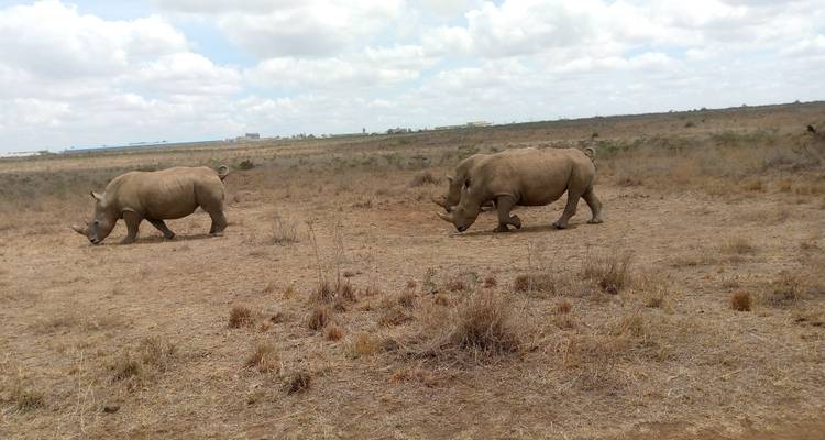 3 jours et 2 nuits dans le parc national du lac Nakuru - MAJESTIC QUEST TOURS AND TRAVEL 2