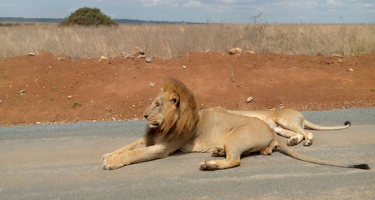 3 jours et 2 nuits dans le parc national du lac Nakuru - MAJESTIC QUEST TOURS AND TRAVEL 4