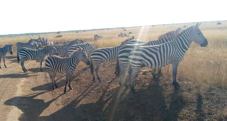 3 Days 2 Nights Amboseli Safari Tour - MAJESTIC QUEST TOURS AND TRAVEL 1