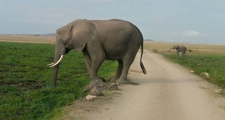 3 Days 2 Nights Amboseli Safari Tour - MAJESTIC QUEST TOURS AND TRAVEL 7