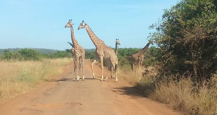 3 Days 2 Nights Amboseli Safari Tour - MAJESTIC QUEST TOURS AND TRAVEL 8