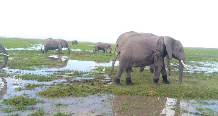 Safari de 3 días y 2 noches por Amboseli con visita al centro de las jirafas - MAJESTIC QUEST TOURS AND TRAVEL 2