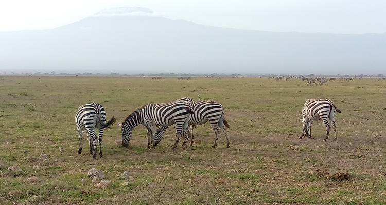 Safari de 3 días y 2 noches por Amboseli con visita al centro de las jirafas - MAJESTIC QUEST TOURS AND TRAVEL 3