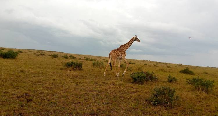 Safari de 3 días y 2 noches por Amboseli con visita al centro de las jirafas - MAJESTIC QUEST TOURS AND TRAVEL 4