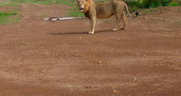 Safari de 3 días y 2 noches por Amboseli con visita al centro de las jirafas - MAJESTIC QUEST TOURS AND TRAVEL 7