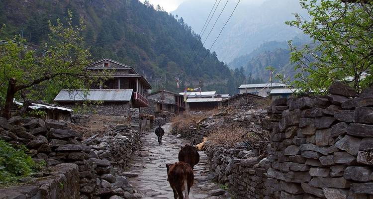 Vieh, das durch einen Dorfweg geht, umgeben von Bergen.