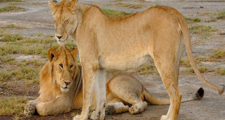 Des lions se reposant dans un paysage de savane.
