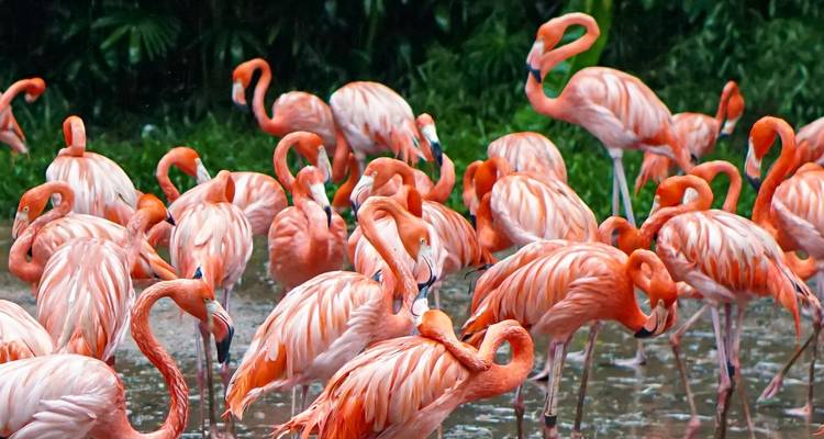 Faites l'expérience du meilleur safari Big 5 de 7 jours au Masai Mara à un prix raisonnable. - Africa Natural Tours 6