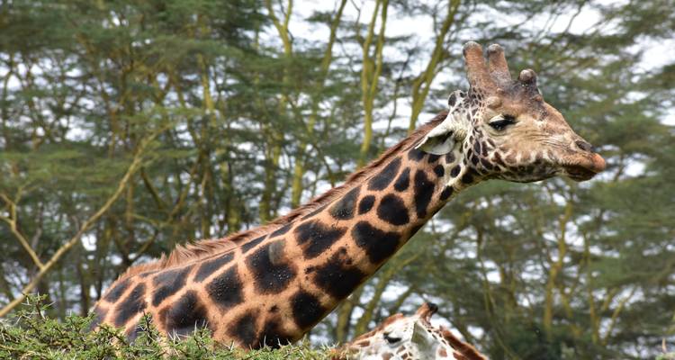 Faites l'expérience du meilleur safari Big 5 de 7 jours au Masai Mara à un prix raisonnable. - Africa Natural Tours 7