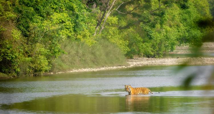 Circuito por la vida salvaje de Nepal - Parque Nacional de Bardiya - Asian Heritage Treks & Expeditions 3