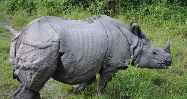 Circuito por la vida salvaje de Nepal - Parque Nacional de Bardiya - Asian Heritage Treks & Expeditions 4