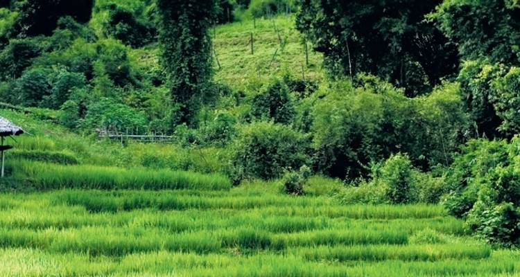 Le meilleur de la Thaïlande et de la Malaisie - Intrepid Travel 10