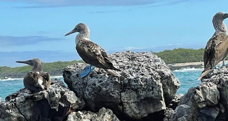 4 días Galápagos experiencias Totales - PERFECT DESTINY 2