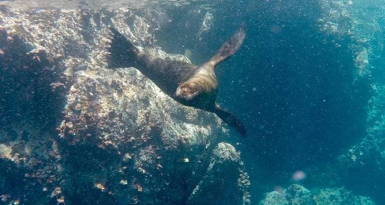 4 días Galápagos experiencias Totales - PERFECT DESTINY 7