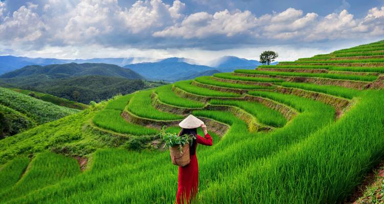 Femme en robe rouge et chapeau conique admirant les luxuriantes rizières en terrasses s'étendant à travers le paysage montagneux.