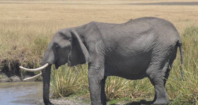 Safari con vistas al Monte Kilimanjaro y a las llanuras de Masai Mara - Ecovibe Millennials Safaris  4