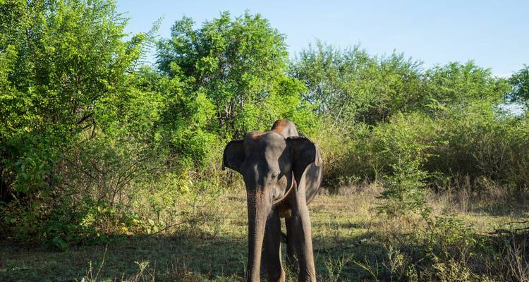 Highlights of Sri Lanka (Private Tour) - Sri Lanka Trekking 7