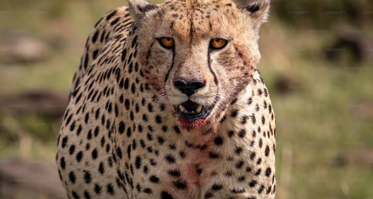 Fantastique combinaison d'aventures en Tanzanie et à Zanzibar - Authentic Africa 3
