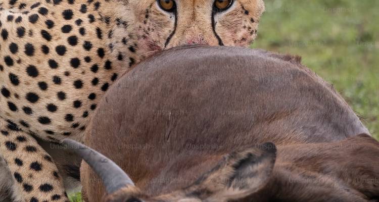 Fantastique combinaison d'aventures en Tanzanie et à Zanzibar - Authentic Africa 4