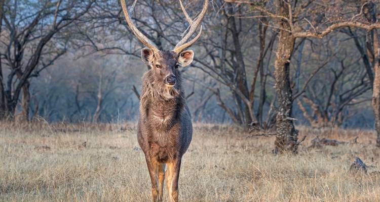 Cruise & Rail: The Sacred Ganges & the Maharajas' Express (2024) (Kolkata to New Delhi, 2024) - Uniworld Boutique River Cruise Collection 7