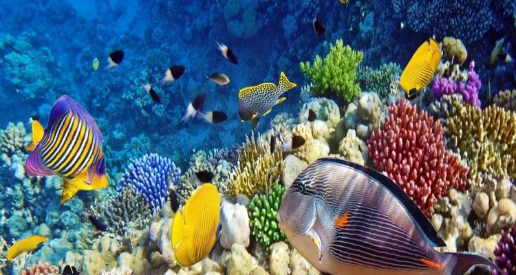 Récif de corail vibrant avec des poissons colorés dans une eau bleue claire.