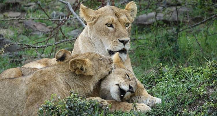 Leeuwin en welpen rusten in grasachtig gebied met verspreide struiken.