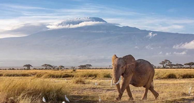 Een olifant die loopt voor de Kilimanjaro met heldere luchten.