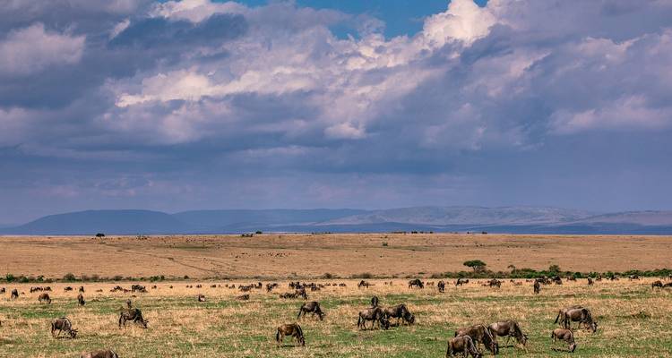 Gnoes grazend in een uitgestrekt savannelandschap.