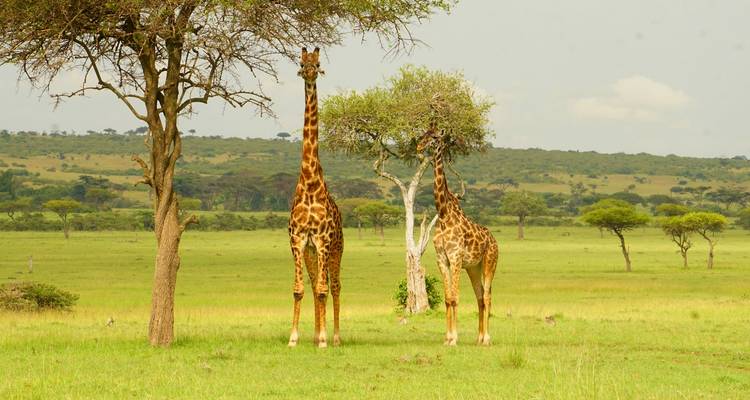 Twee giraffen die onder bomen staan in de savanne.