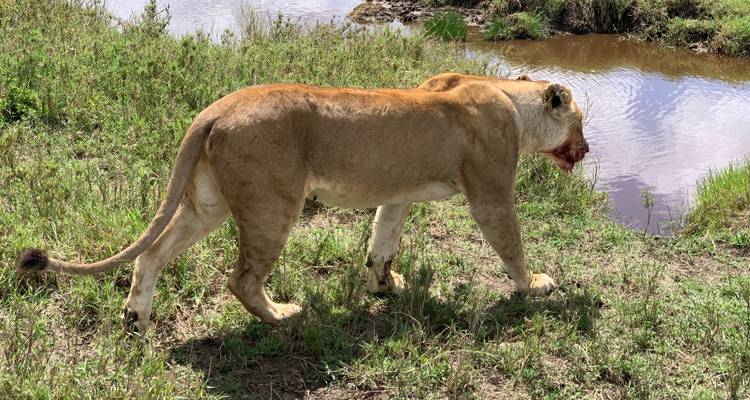 Löwin, die in der Nähe eines Gewässers auf Grasland geht.
