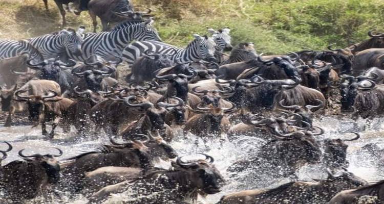 Tanzania and Kenya Safari Combined - 12 Days - Spider Tours and Safaris 8