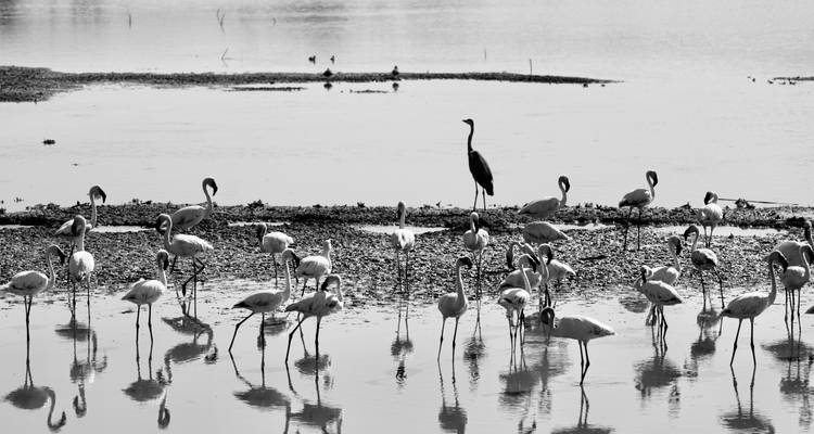 Flamingos and other birds wading in shallow water.