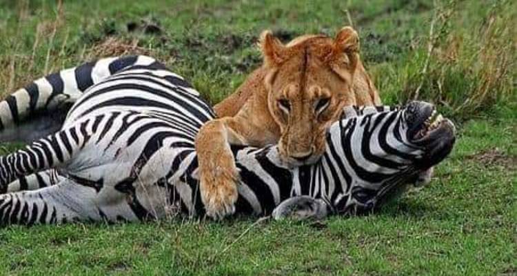 Löwin mit Zebra auf grasbewachsenen Ebenen.