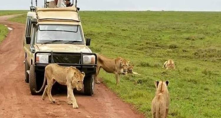 Safari-Fahrzeug umgeben von einem Löwenrudel auf einer Schotterstraße.