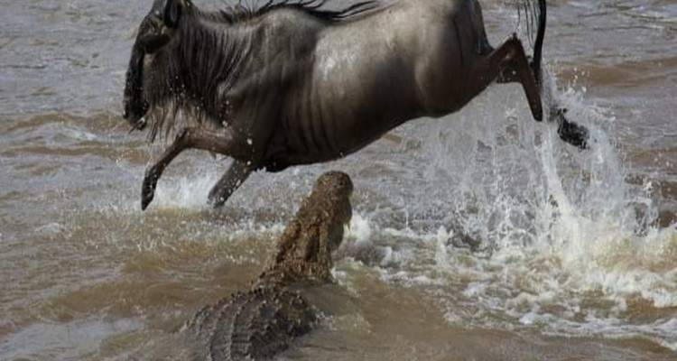 Gnu springt über ein Krokodil in einem Fluss.