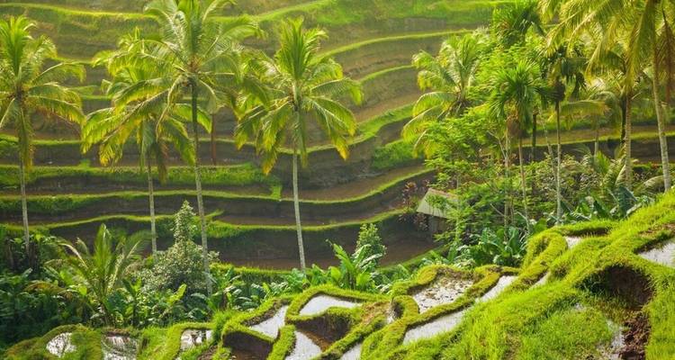 Clásicos de Java y Bali - mytripology 1