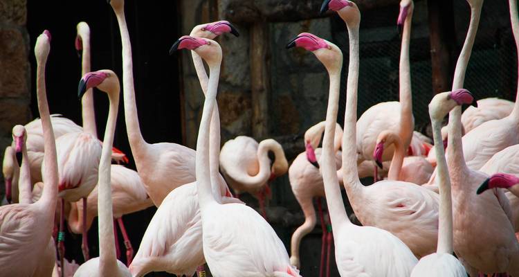 El mejor safari de 10 días a los 5 Grandes del Masai Mara con un coste razonable para 2024, 2025 y 2026. - Africa Natural Tours 1