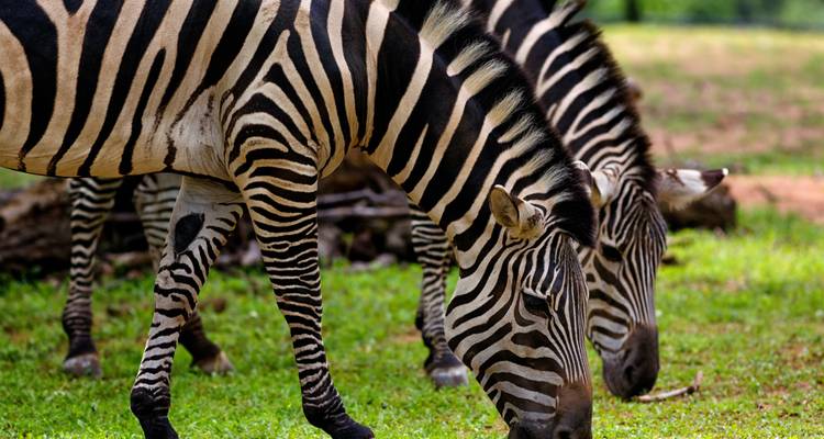 El mejor safari de 10 días a los 5 Grandes del Masai Mara con un coste razonable para 2024, 2025 y 2026. - Africa Natural Tours 2